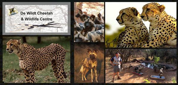 de-wildt-cheetah-&amp-wildlife-centre